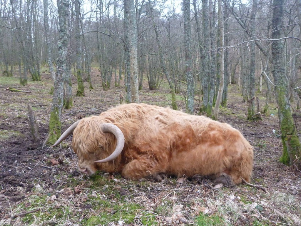 La vache highland cattle, parente des bisons