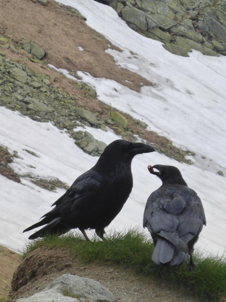 Un photographe attire des corbeaux avec des morceaux de saucisses. Ces derniers ne sont pas du tout farouches et viennent à moins de deux mètres de nous