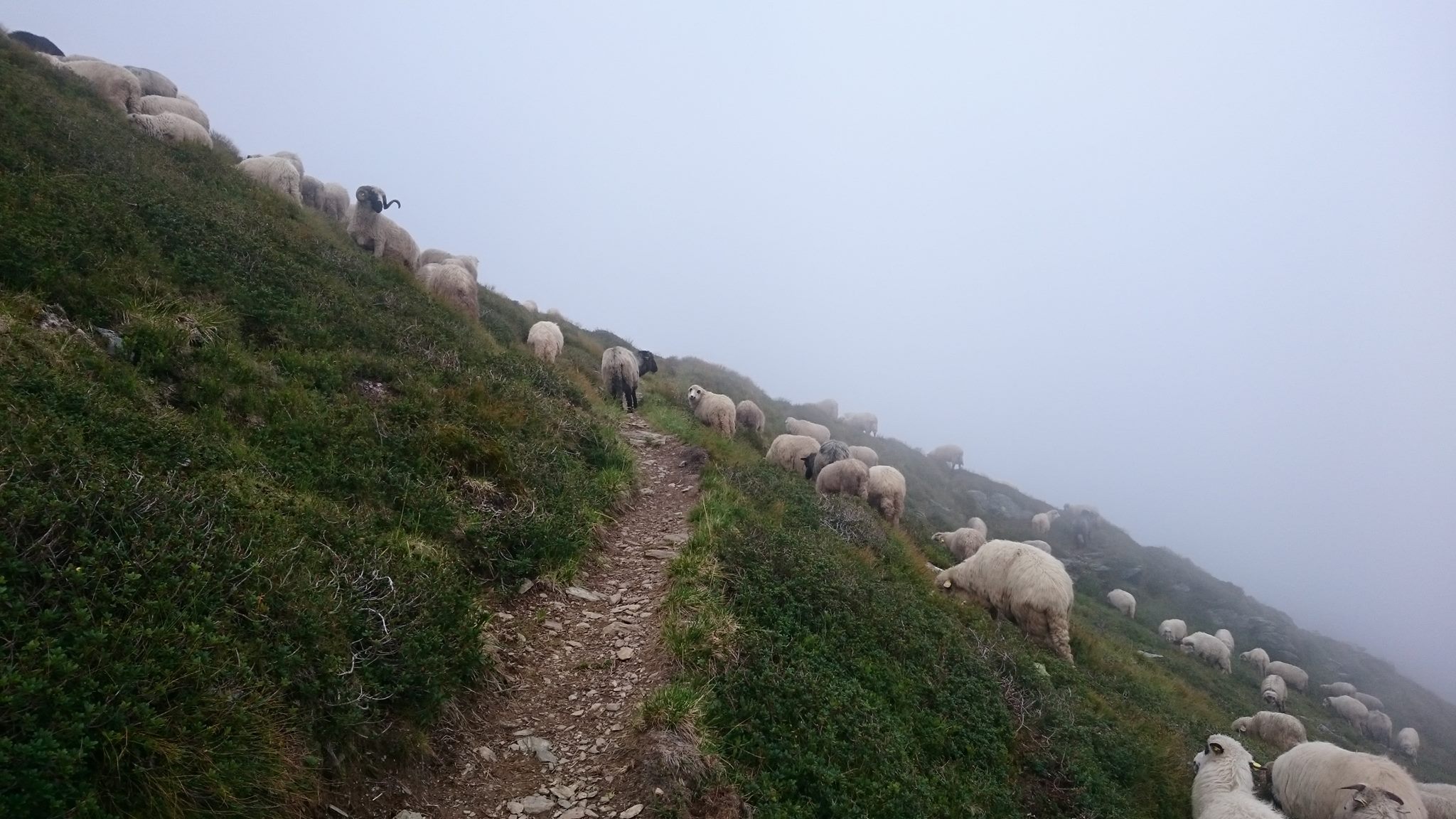 Les troupeaux de moutons sont un peu de partout. Les chiens de bergers sont très agressifs et il ne faut pas hésiter à les tenir à distance avec des pierres