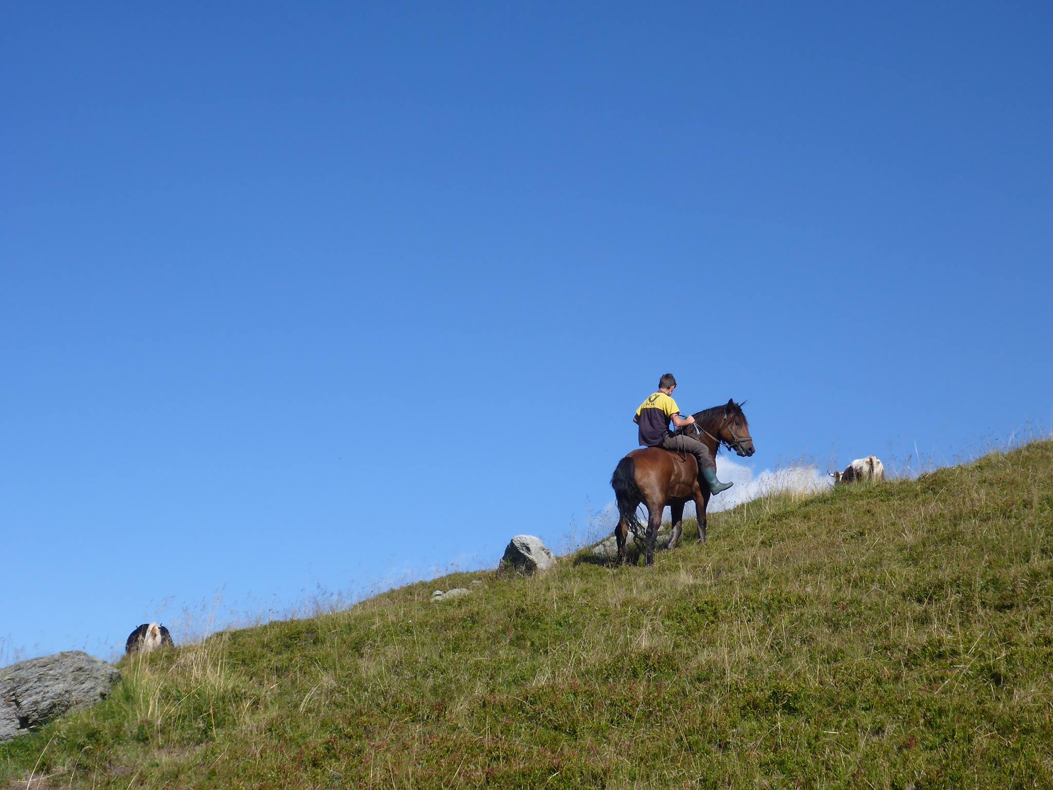 Un cavalier s'occupant de rammener deux vaches égarées. Sa dextérité sur son cheval est assez impressionante 