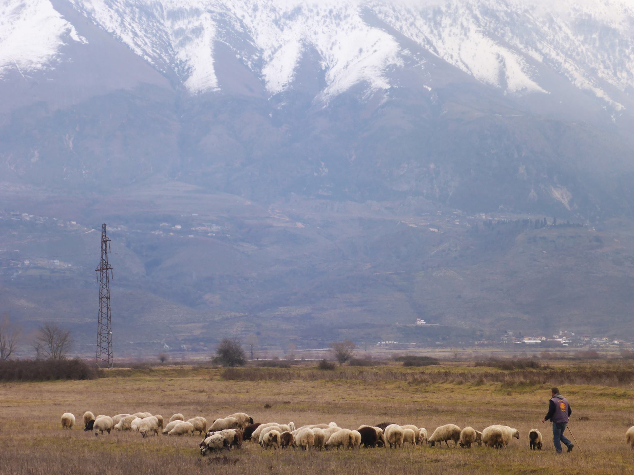 De nombreux bergers et leurs moutons dans la vallée