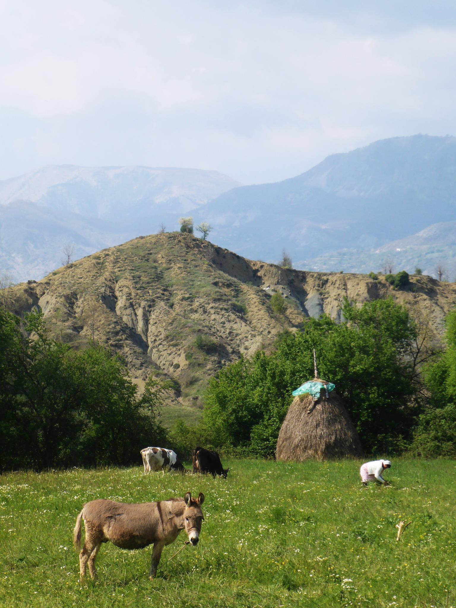 Un champs, un âne, une grand-mère courbée, deux vâches et une botte de foin. Beaucoup d'Albanie dans cette photo.