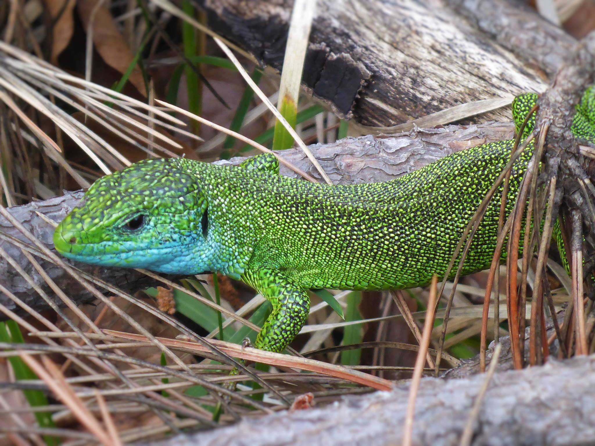 Le mâle se différencie par sa couleur verte et sa tache bleue sur le cou. Les femelles elles sont plus petites et de couleur grise.