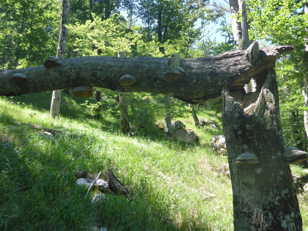 Un interressant cas d'amadouviers ayant poussé avant et après la tombée de l'arbre
